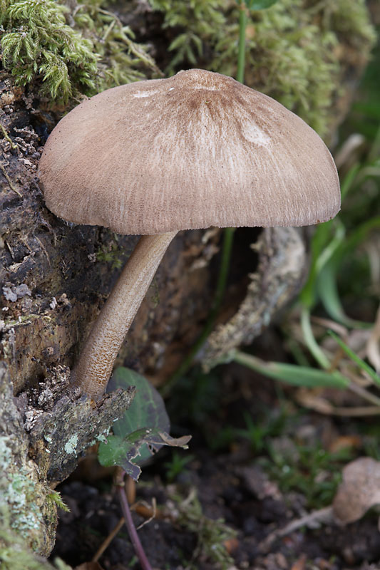 Pluteus plautus